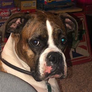 Meet your Posher, Craig